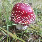 Semesterbostad Hajenka Pod Medvedi Stezkou-ovesna-stozec 70 Stožec
