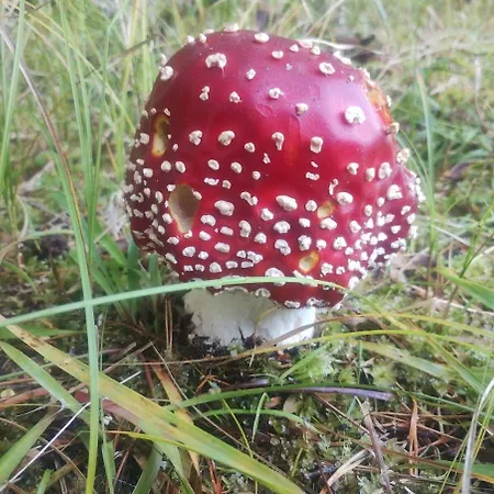 Feriehus Hajenka Pod Medvedi Stezkou-ovesna-stozec 70 Stožec