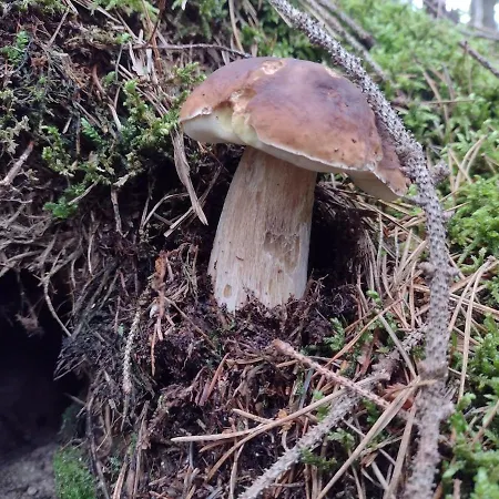 Hajenka Pod Medvedi Stezkou-ovesna-stozec 70 * Stožec